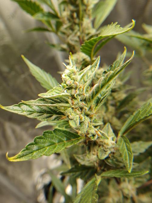 Gorilla Cookies Auto TOPPED. Week 10