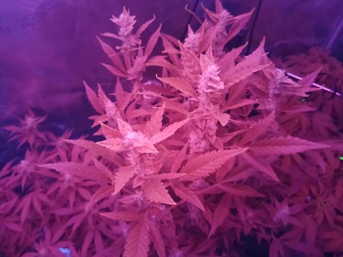 Gorilla Cookies Auto TOPPED. Week 10 - Got all the Reds/UVs going now