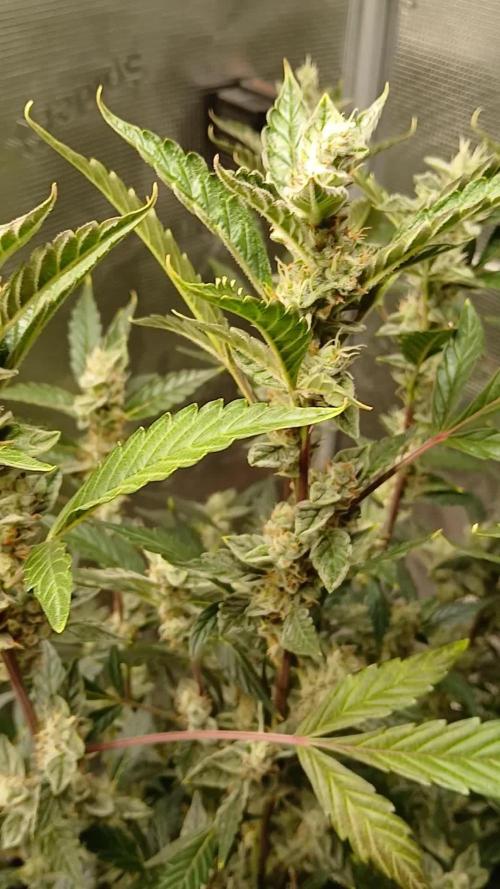 Gorilla Cookies Auto TOPPED