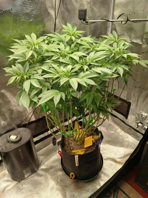 Red Runtz "hella topped". Week 10 - Healthy girl