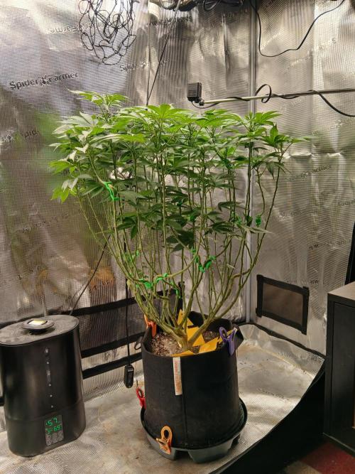 Red Runtz "hella topped". Week 10 - She's getting tall