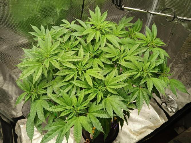 Red Runtz "hella topped". Week 10