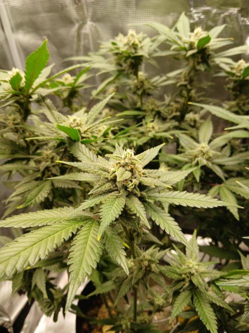Blackberry Auto TINY TOPPED TREE. Week 10 - Love the structure and smell