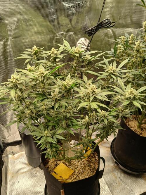 Blackberry Auto TINY TOPPED TREE. Week 10 - Not tall but beefy 