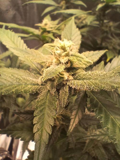 Blackberry Auto TINY TOPPED TREE. Week 10 - Strong citrus terps, tricomes starting to build