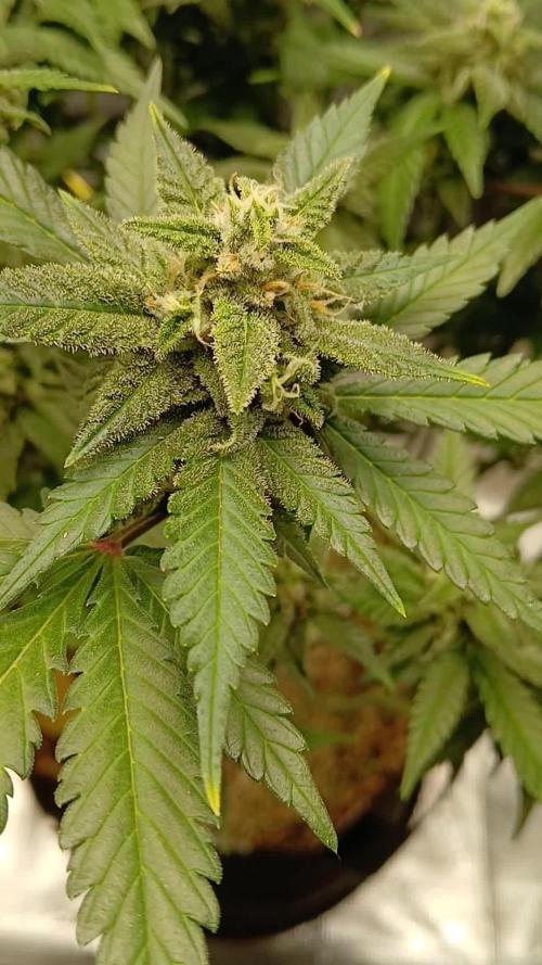 Blackberry Auto TINY TOPPED TREE