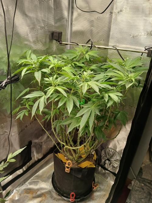 Red Runtz "hella topped". Week 12