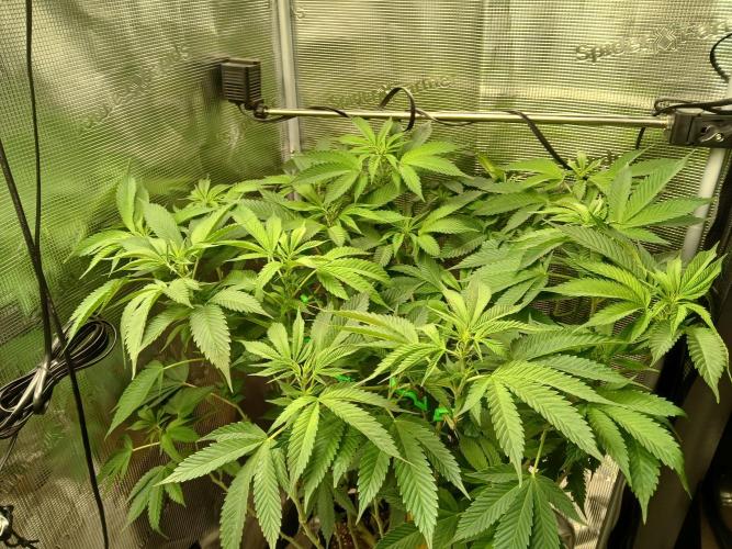 Red Runtz "hella topped". Week 12