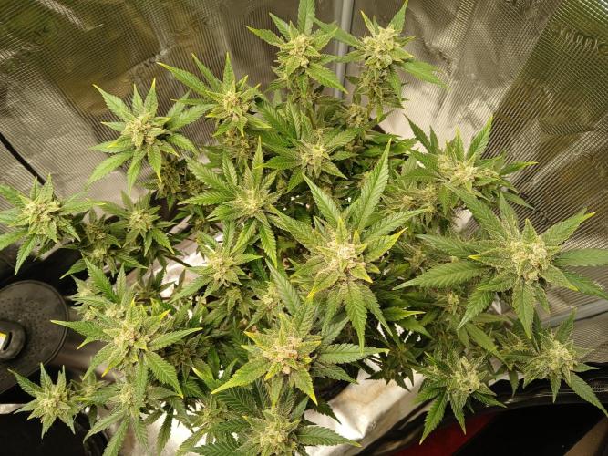 Blackberry Auto TINY TOPPED TREE. Week 12