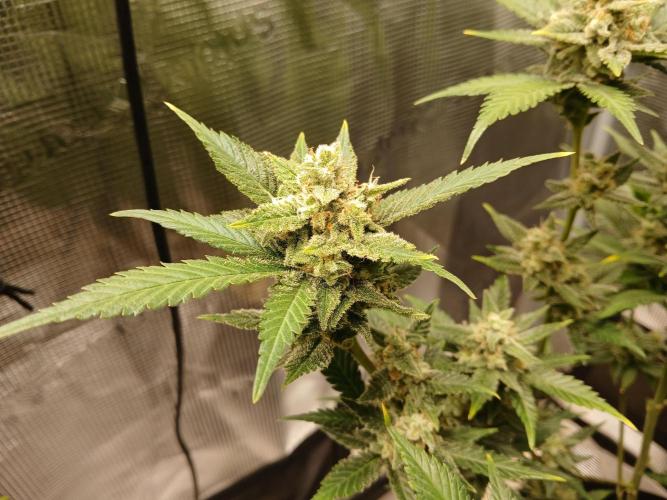 Blackberry Auto TINY TOPPED TREE. Week 12
