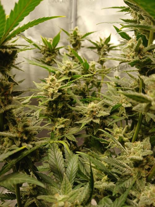 Blackberry Auto. Week 12