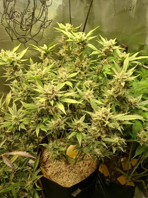 Gorilla Cookies Auto TOPPED. Week 13