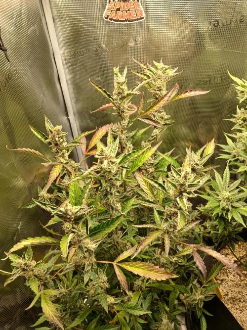 Gorilla Cookies Auto TOPPED. Week 13