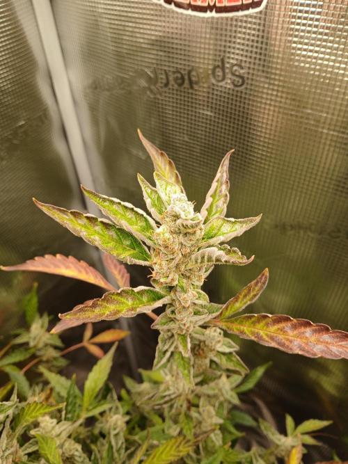 Gorilla Cookies Auto TOPPED. Week 13