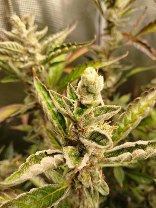Gorilla Cookies Auto TOPPED. Week 13