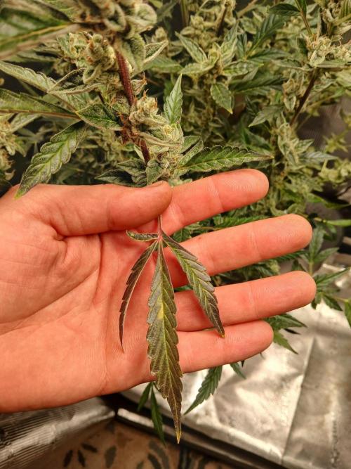 Gorilla Cookies Auto TOPPED. Week 13 - Some got up to four leafs