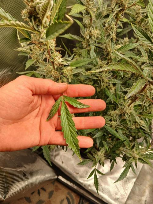 Gorilla Cookies Auto. Week 13