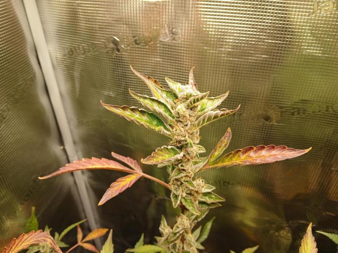 Gorilla Cookies Auto TOPPED. Week 14