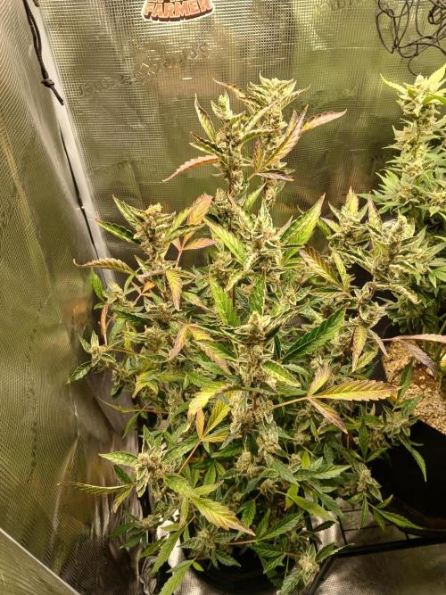 Gorilla Cookies Auto TOPPED. Week 14