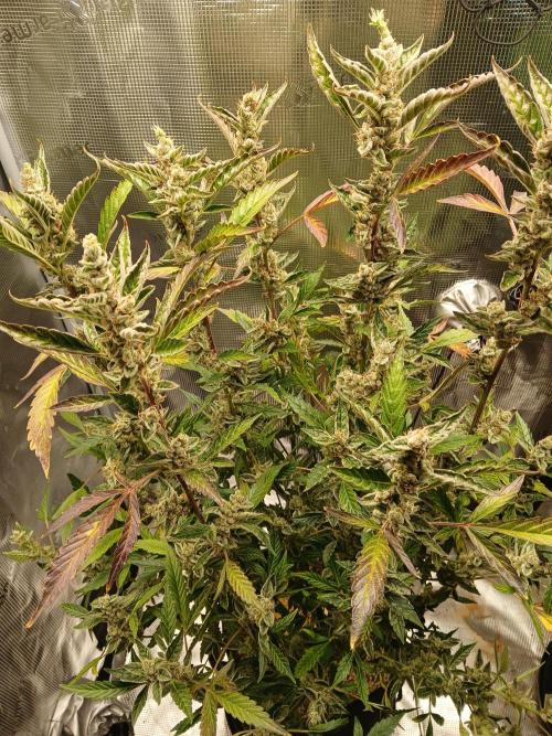 Gorilla Cookies Auto TOPPED. Week 14