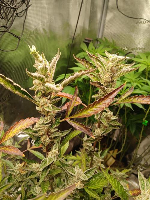 Gorilla Cookies Auto TOPPED. Week 14