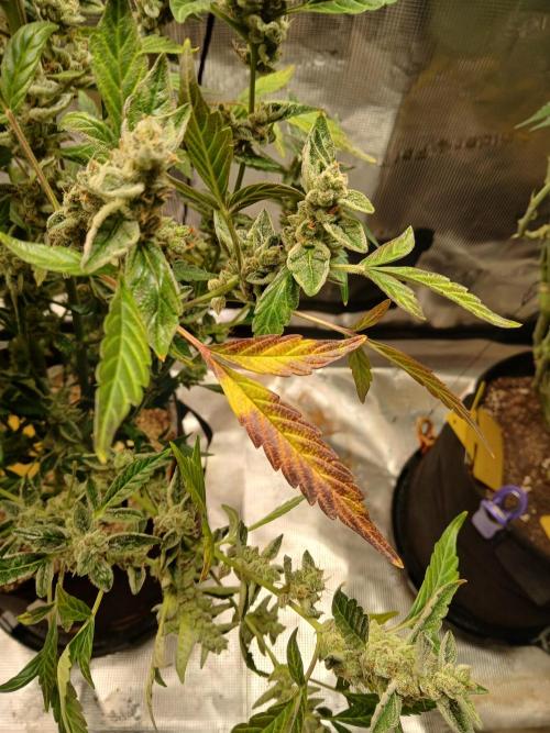 Gorilla Cookies Auto TOPPED. Week 14