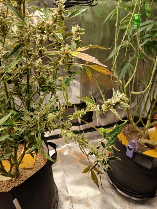 Gorilla Cookies Auto TOPPED. Week 14
