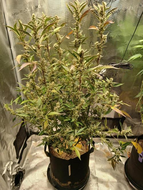 Gorilla Cookies Auto. Week 14