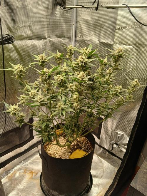 Blackberry Auto TINY TOPPED TREE. Week 14