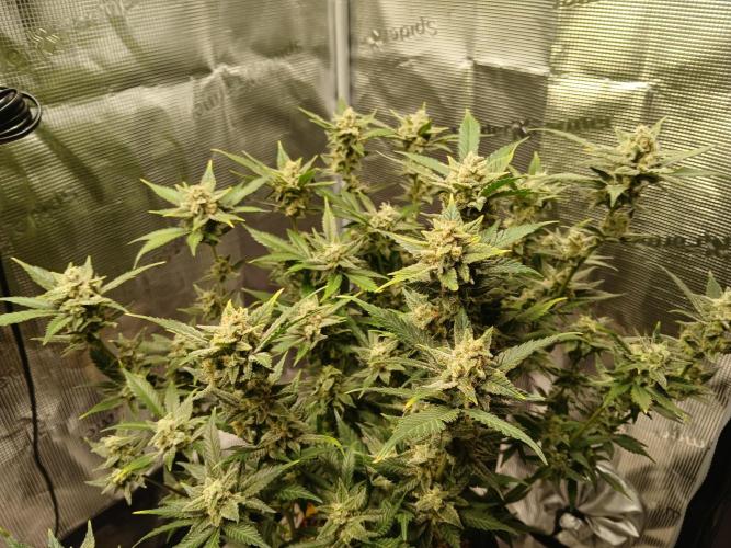 Blackberry Auto TINY TOPPED TREE. Week 14