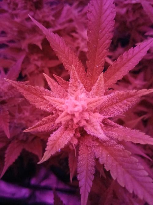 Blackberry Auto TINY TOPPED TREE. Week 14