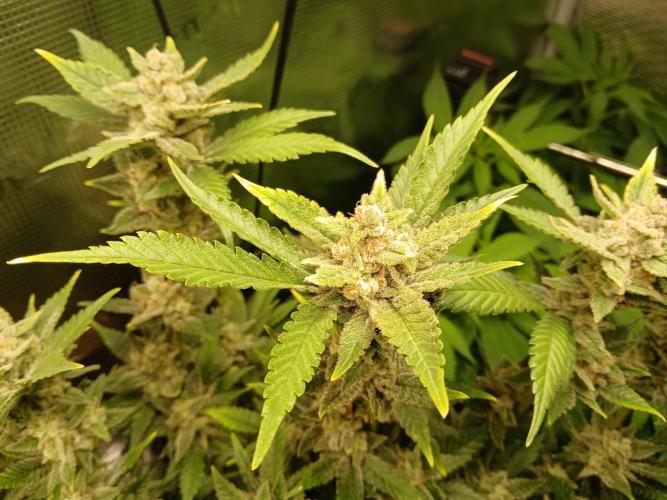 Blackberry Auto TINY TOPPED TREE. Week 15