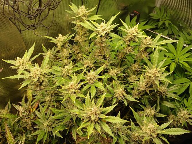 Blackberry Auto TINY TOPPED TREE. Week 15