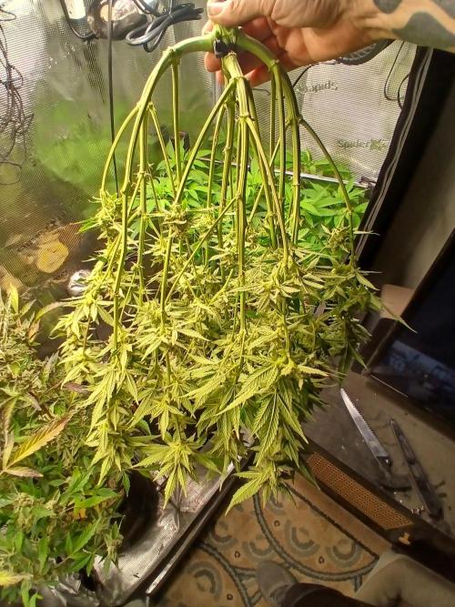 Blackberry Auto TINY TOPPED TREE. Week 15