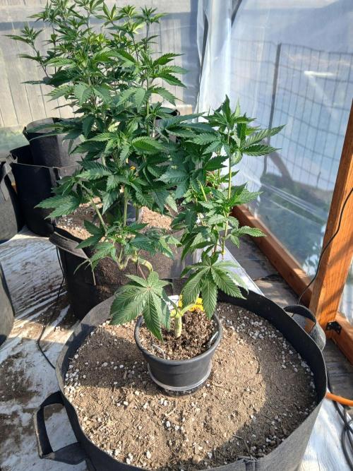 Ayahuasca Purple greenhouse CO run. Week 12