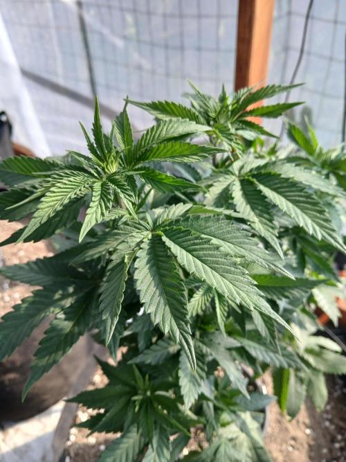 Ayahuasca Purple. Week 12
