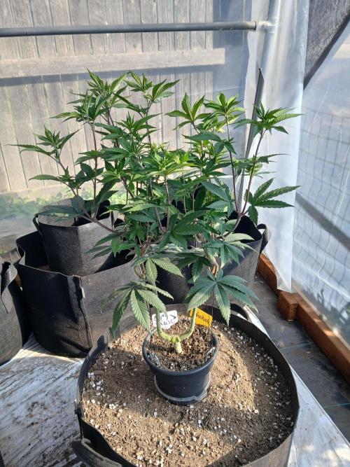 Giant Glookies greenhouse CO run. Week 12 - Tall gal