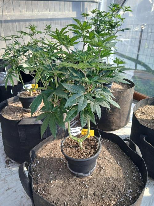 Rainbow Sherbet greenhouse CO run. Week 12