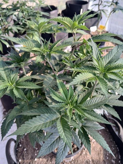 Rainbow Sherbet. Week 12