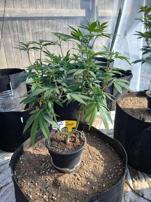 ZOAP greenhouse CO run. Week 12