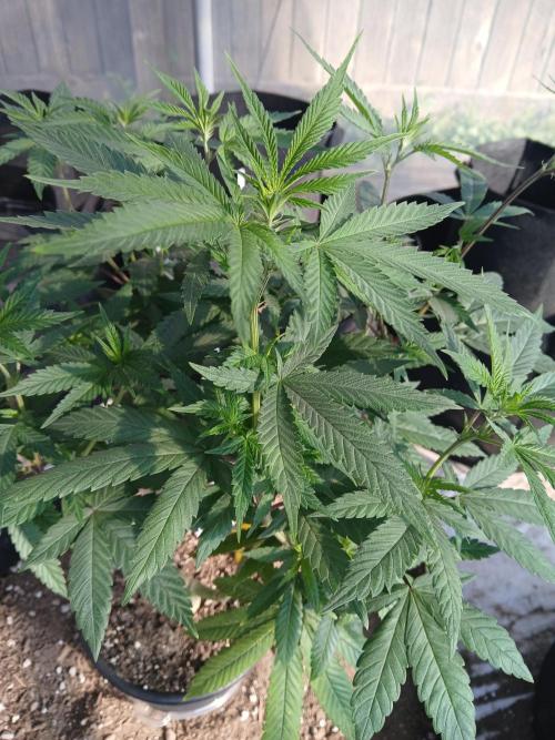 ZOAP greenhouse CO run. Week 12