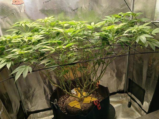 Red Runtz "hella topped". Week 14