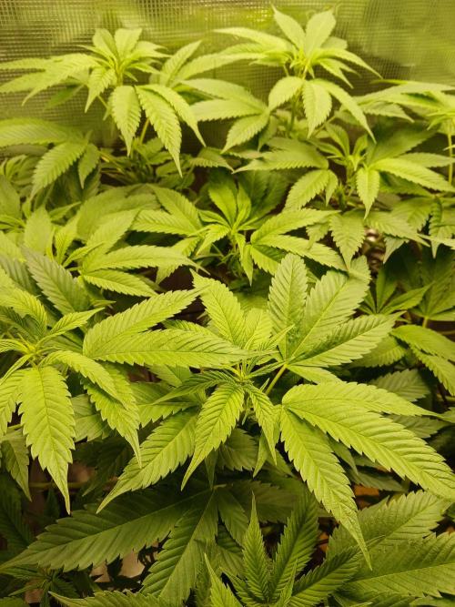 Red Runtz "hella topped". Week 14