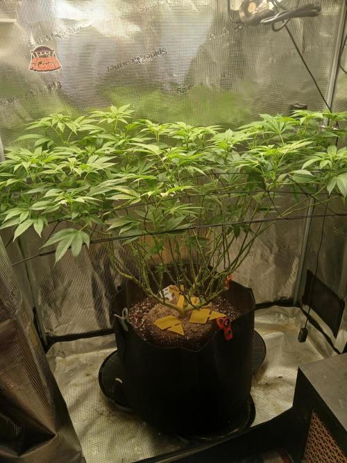 Red Runtz "hella topped". Week 14 - She's large