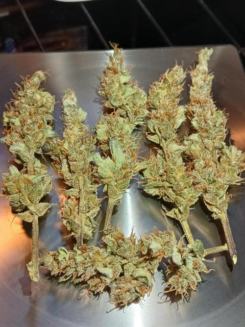 Gorilla Cookies Auto TOPPED. Week 14