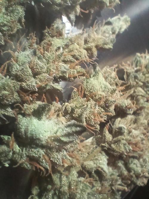 Gorilla Cookies Auto TOPPED. Week 14