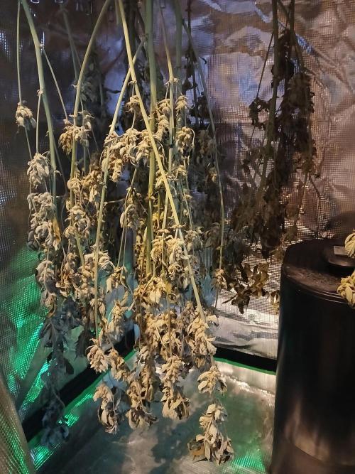 Gorilla Cookies Auto TOPPED. Week 14