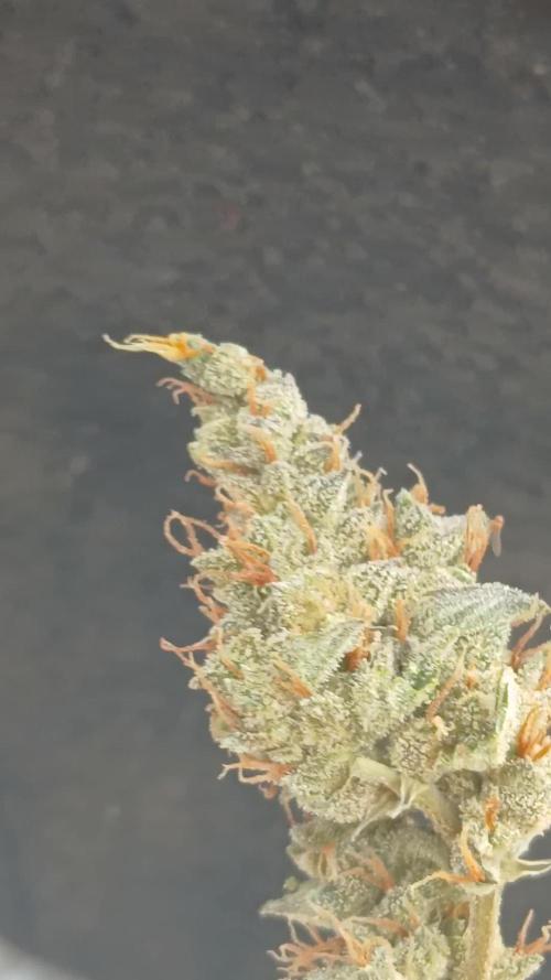 Gorilla Cookies Auto TOPPED