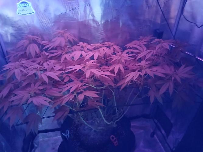 Red Runtz "hella topped". Week 14
