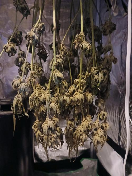 Blackberry Auto TINY TOPPED TREE. Week 15